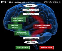 The dual routes of Dr. Coltheart's DRC-Model.