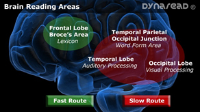 Image depicting Lexical and non-Lexical reading routes.